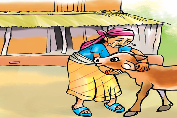 आमा र बाच्छो